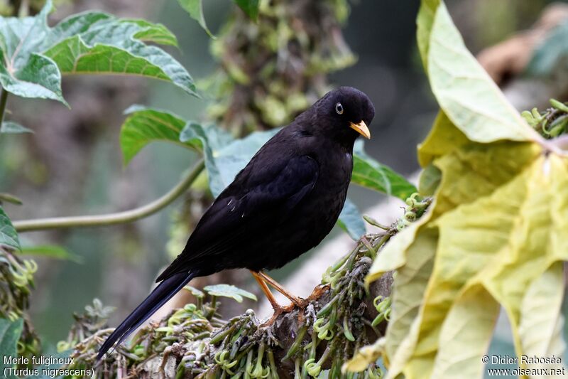 Sooty Thrush