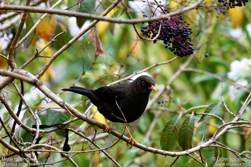 Sooty Thrush