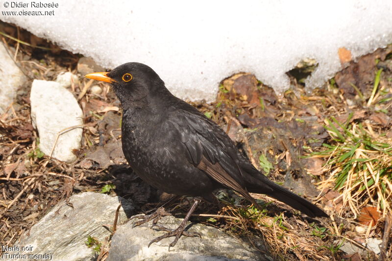 Common Blackbird male