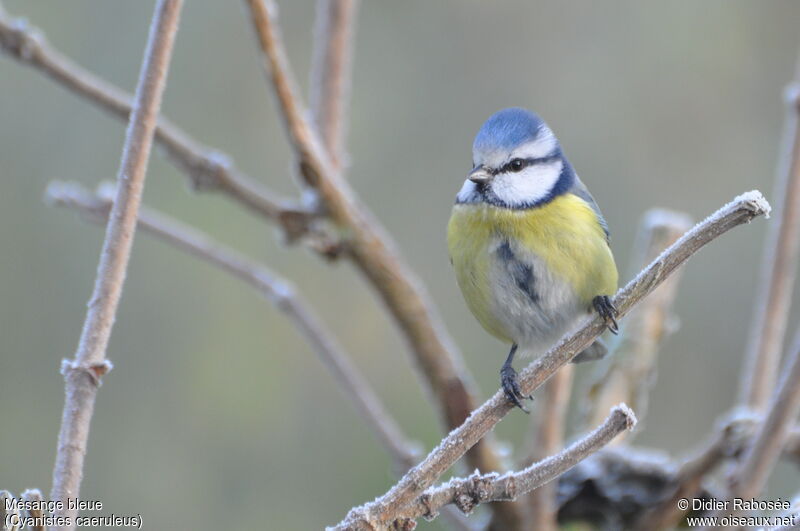 Mésange bleue