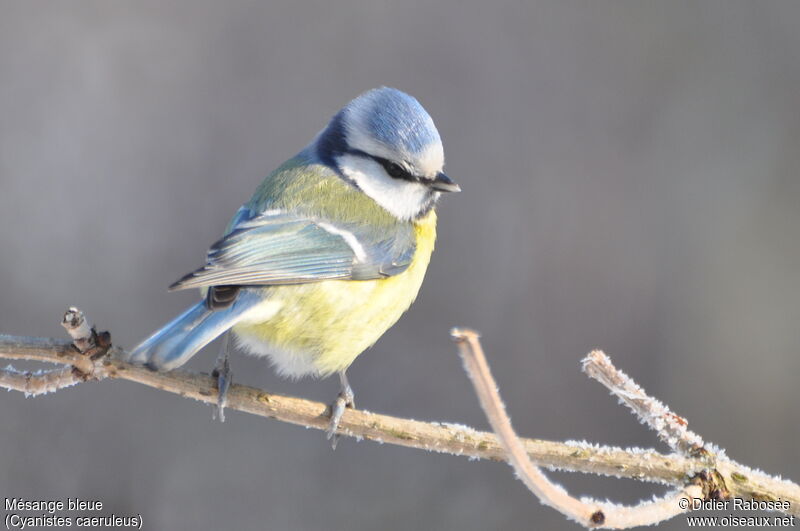 Eurasian Blue Tit