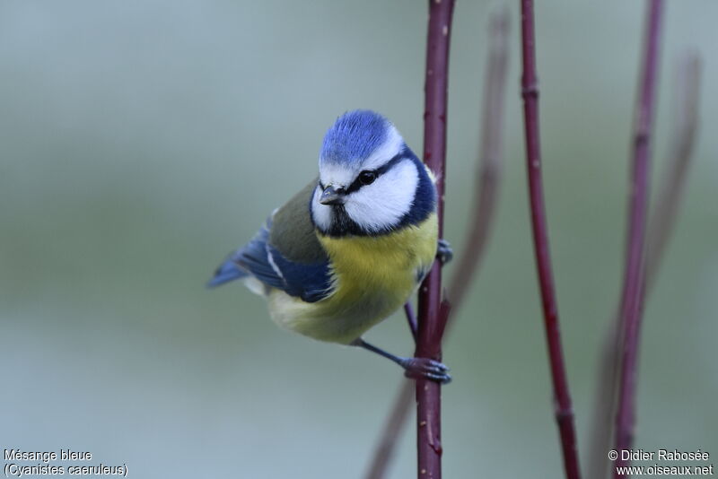 Mésange bleue