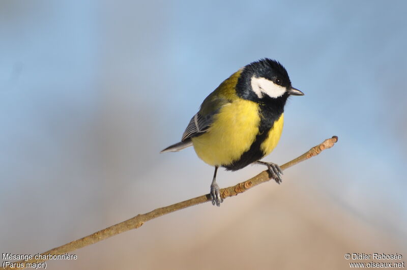 Mésange charbonnière