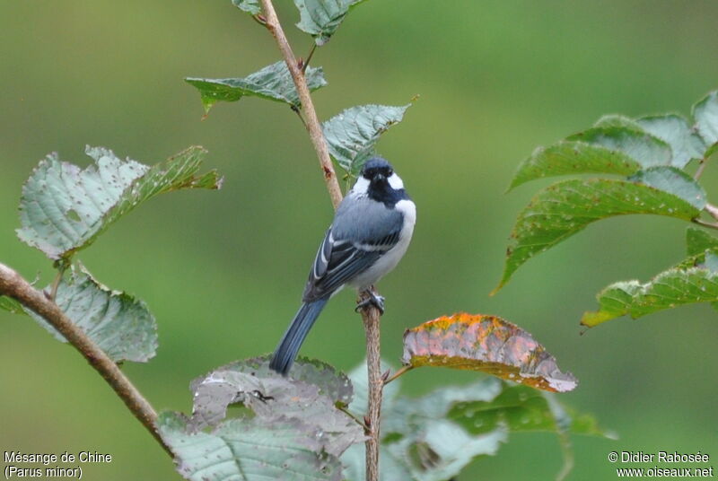 Mésange de Chine