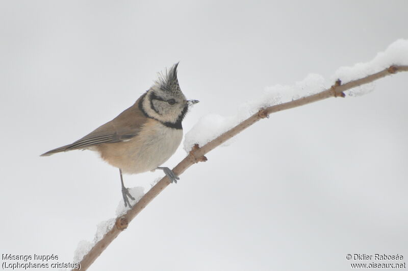 Crested Tit male