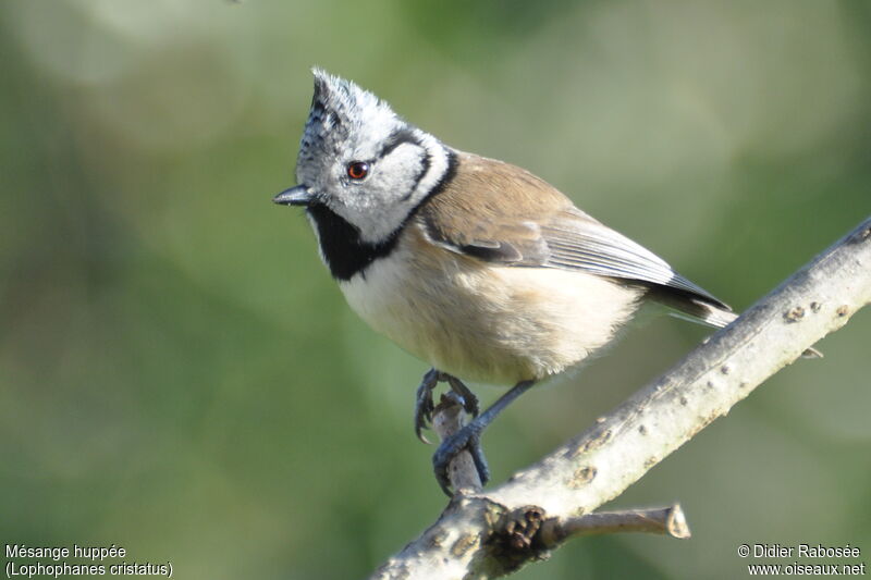 Mésange huppée femelle