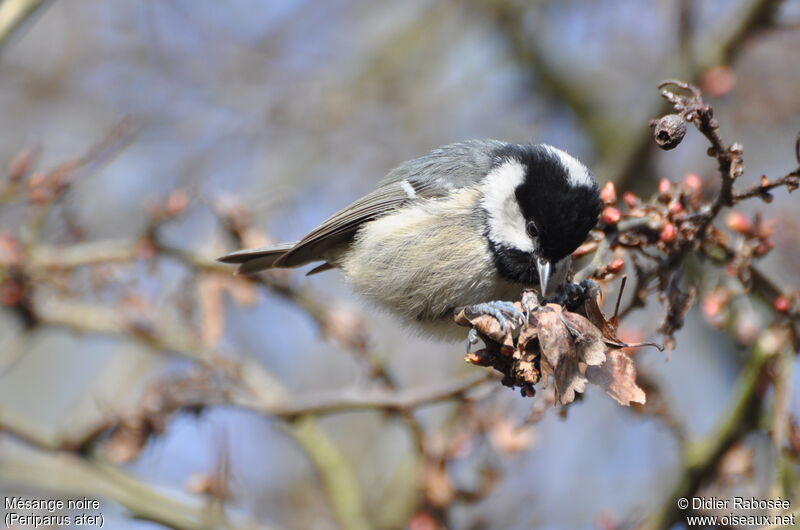 Coal Tit