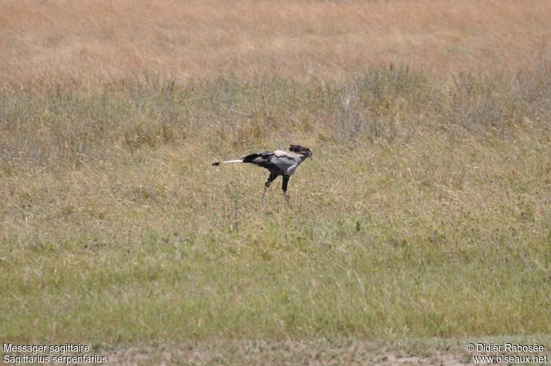 Secretarybird