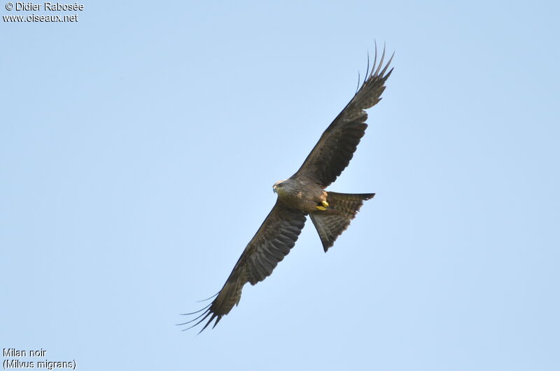 Black Kite