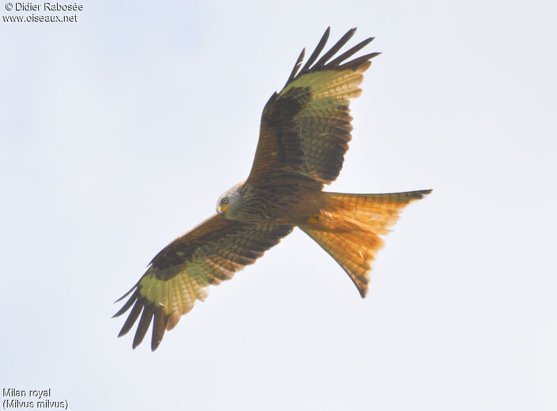 Red Kite