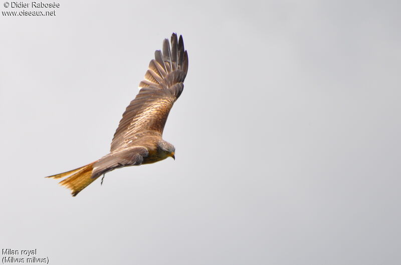 Red Kite, Flight