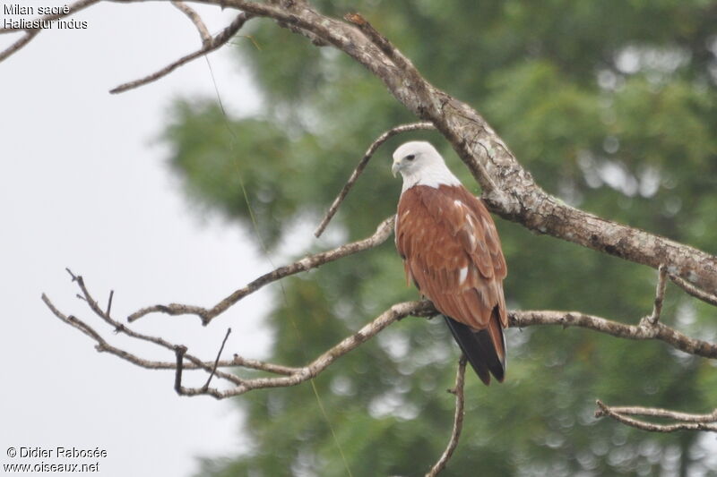 Brahminy Kite