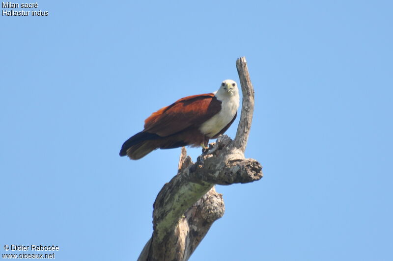 Brahminy Kite