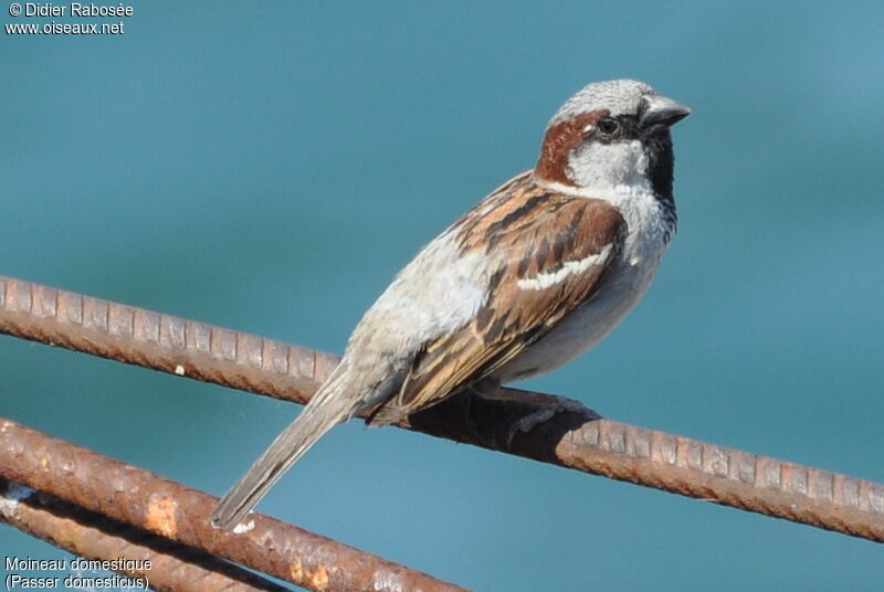 Moineau domestique mâle adulte