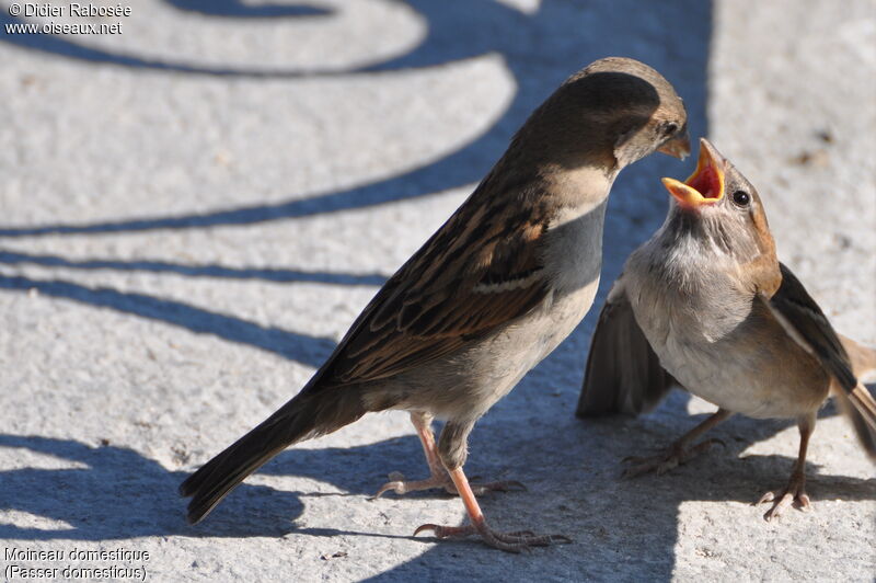 Moineau domestique, Nidification, Comportement