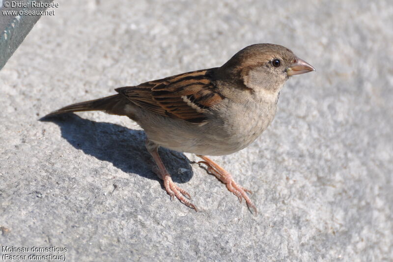 Moineau domestique femelle