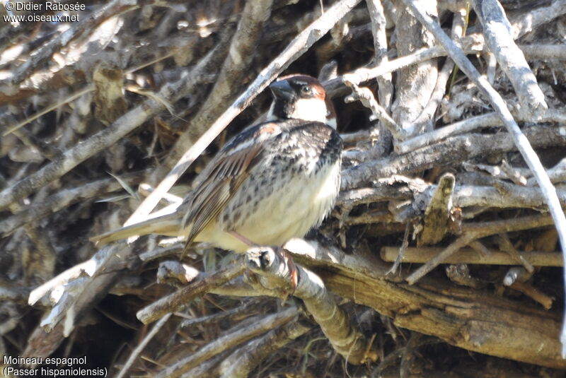 Moineau espagnol mâle adulte, Nidification