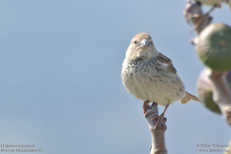 Moineau espagnol femelle