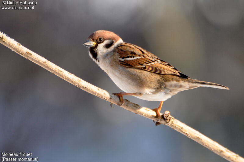 Moineau friquet