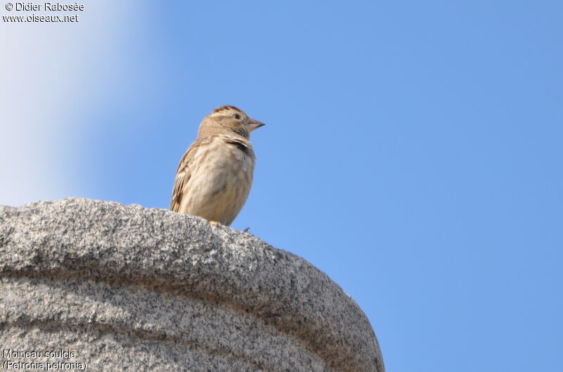 Rock Sparrow