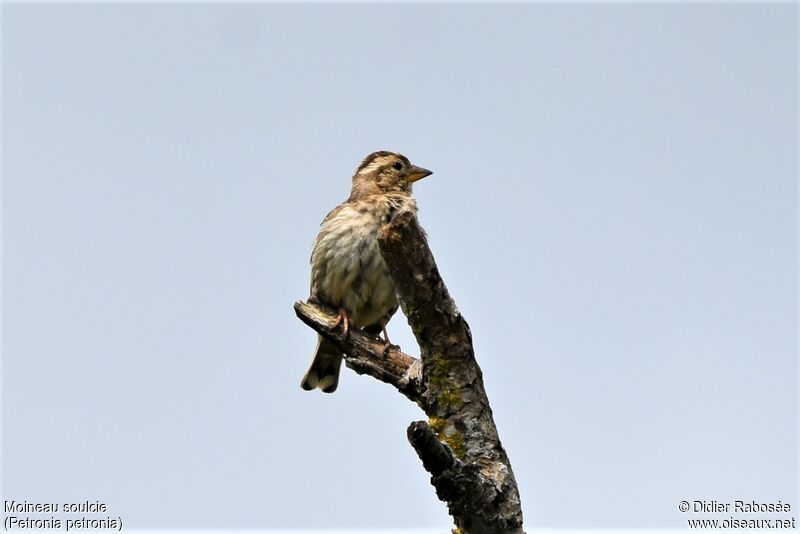 Rock Sparrow