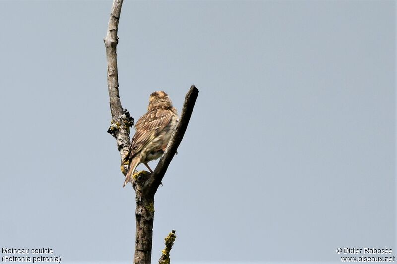 Moineau soulcie, identification