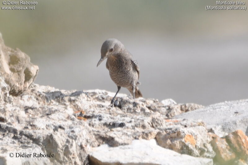 Blue Rock Thrush female