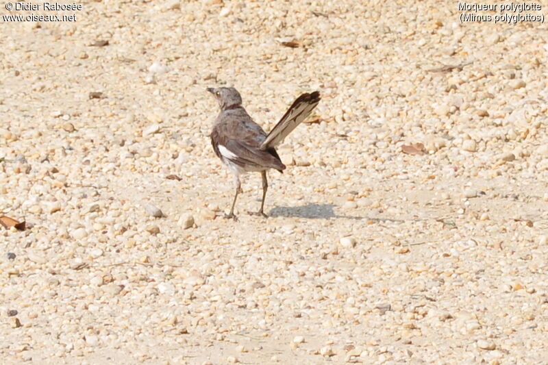 Northern Mockingbird