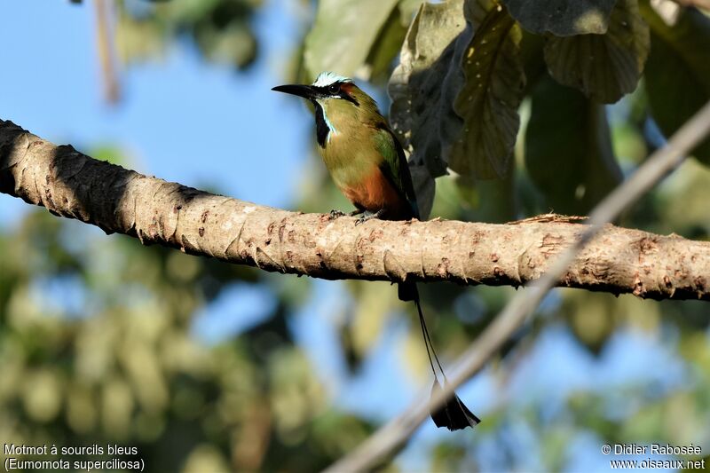 Motmot à sourcils bleus