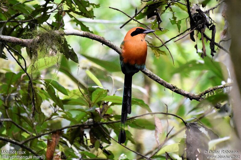 Rufous Motmot