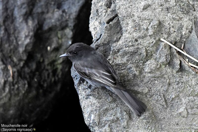 Black Phoebe