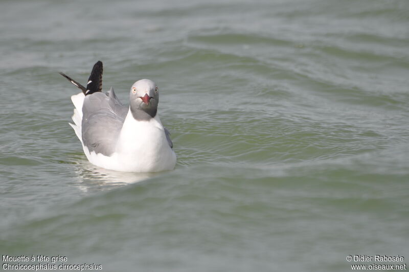 Mouette à tête griseadulte