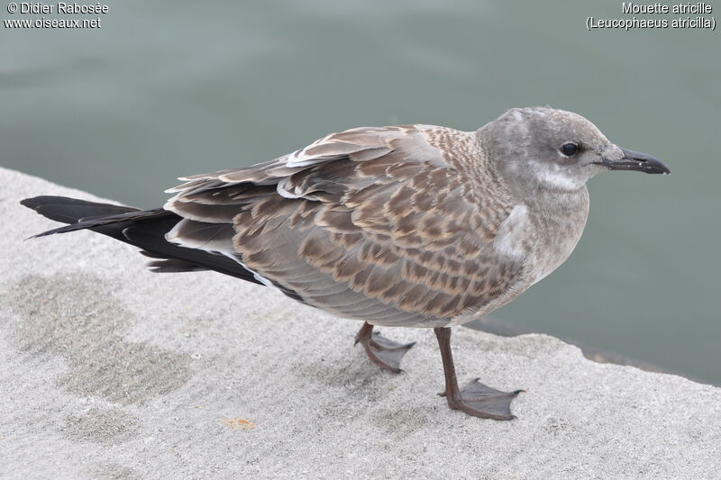 Laughing Gull