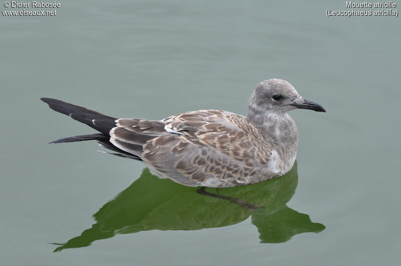 Mouette atricille