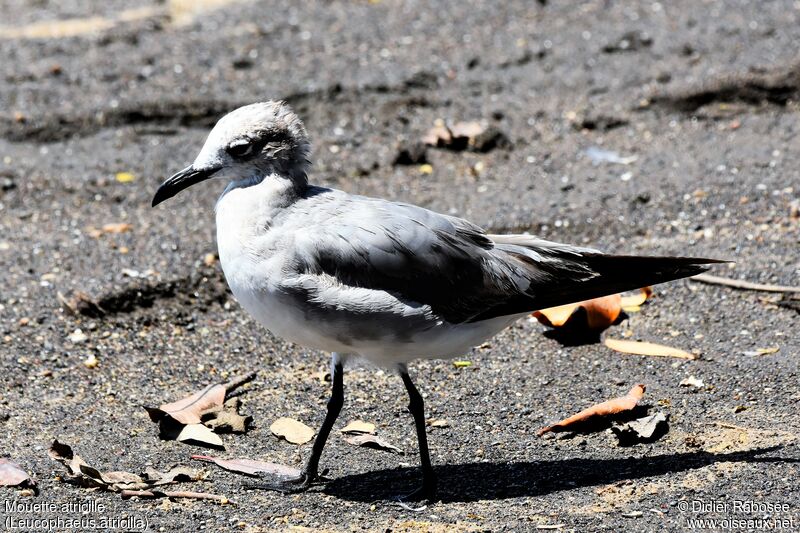 Mouette atricilleadulte internuptial