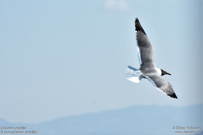 Mouette atricilleadulte nuptial, Vol