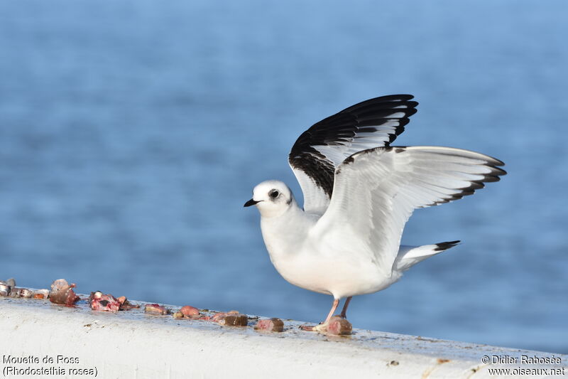 Mouette de Ross1ère année, pêche/chasse