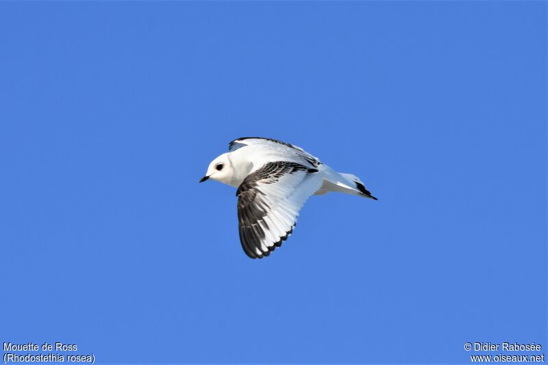 Mouette de Ross1ère année, Vol