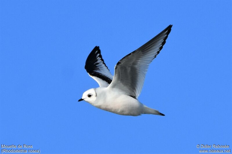 Mouette de Ross1ère année, Vol