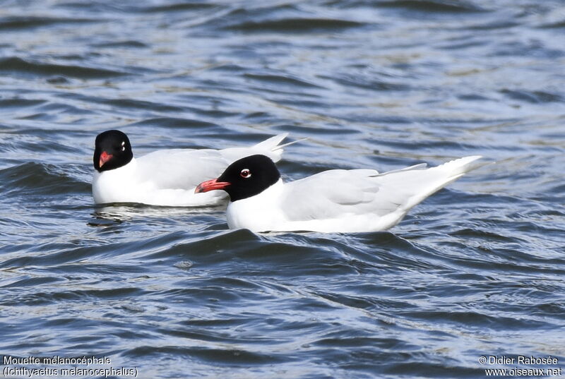 Mediterranean Gulladult breeding