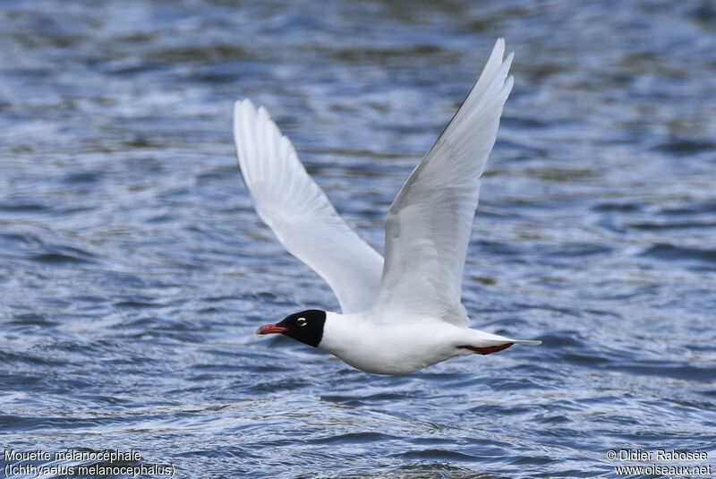 Mediterranean Gulladult, Flight