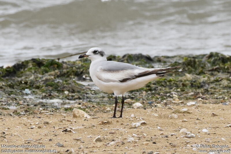 Mediterranean GullSecond year