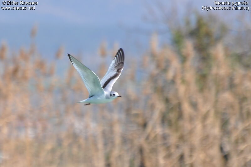 Little Gullimmature, Flight