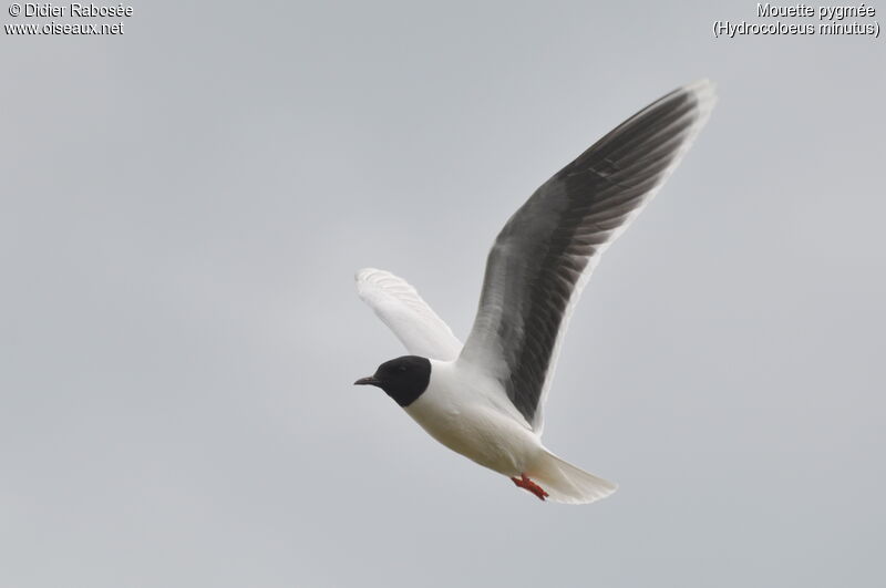 Mouette pygméeadulte nuptial, Vol