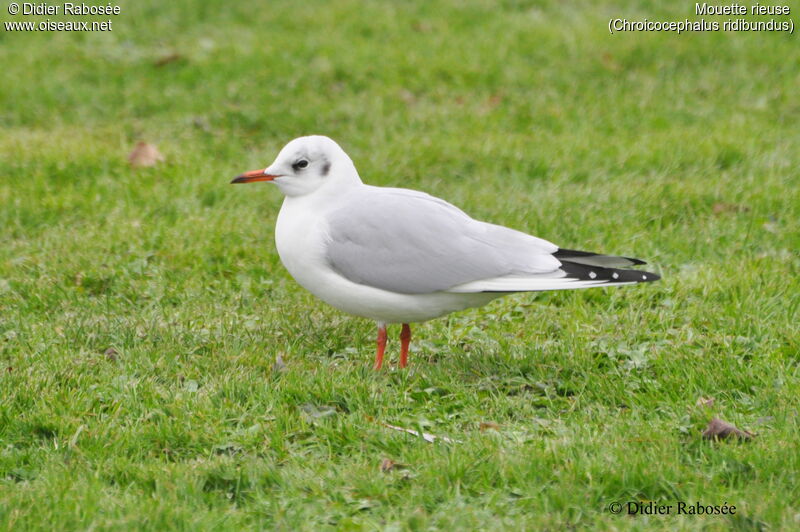 Black-headed Gulladult post breeding