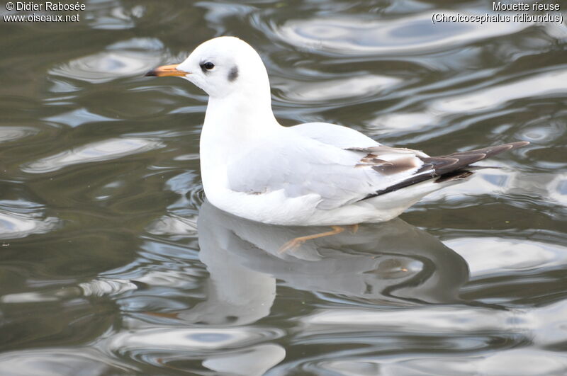 Black-headed Gullimmature