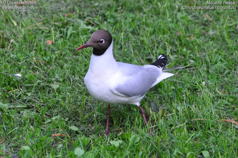 Black-headed Gulladult breeding