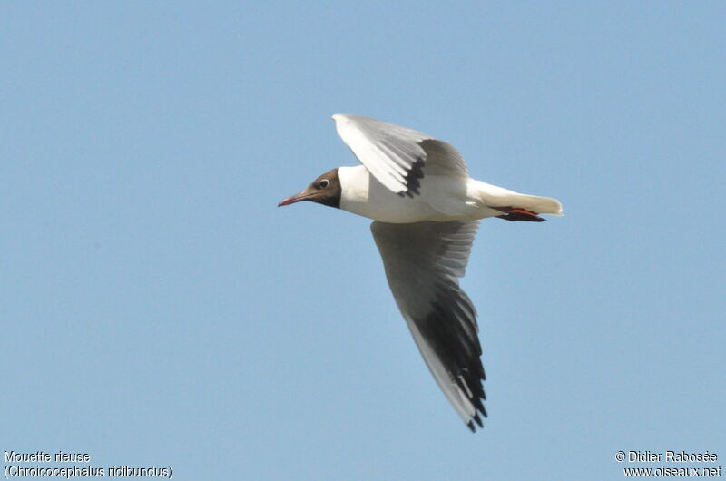 Black-headed Gulladult, Flight