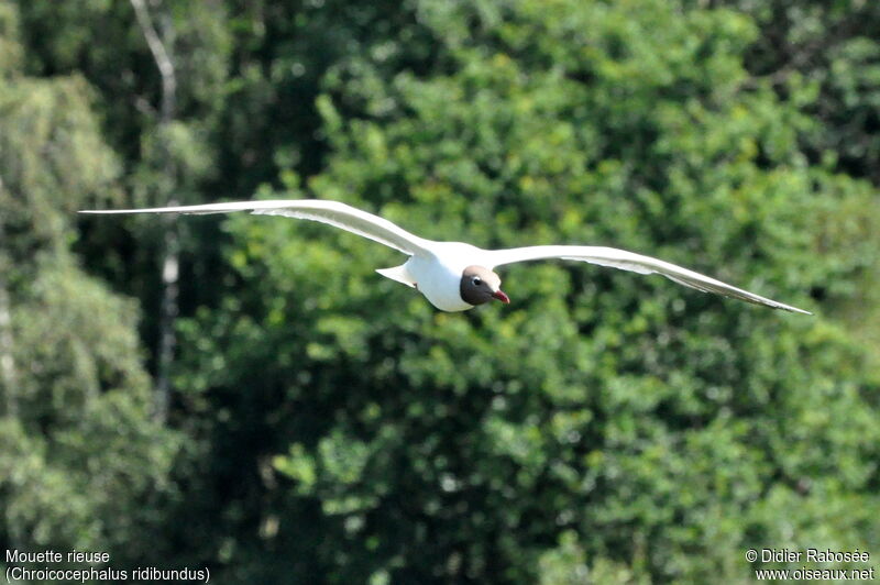 Black-headed Gulladult, Flight