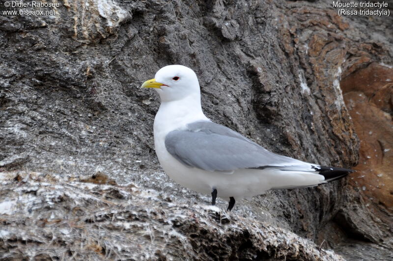 Mouette tridactyleadulte nuptial